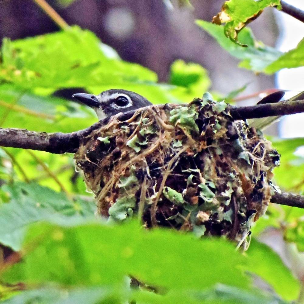 Blue Headed Vireo by BlueRidgeKitties is licensed under CC BY-NC-SA 2.0
